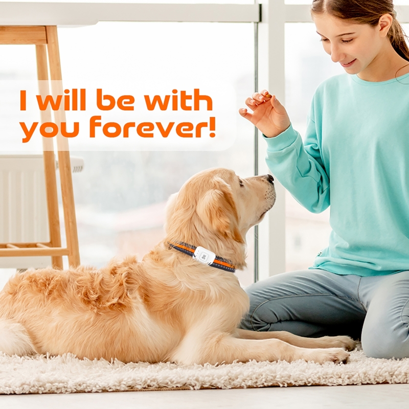 جهاز تعقب الحيوانات الأليفة بن - مراجعة Pet Gps Tracker Collar وسعره