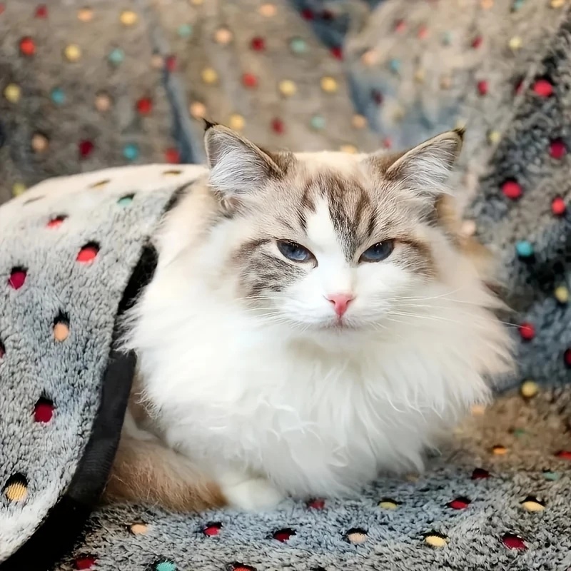 3 قطعة بطانية حيوانات أليفة لي - مراجعة Pet Supplies Delivery وسعره