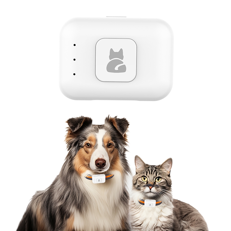 جهاز تعقب الحيوانات الأليفة GP - مراجعة Pet Gps Tracker Collar وسعره